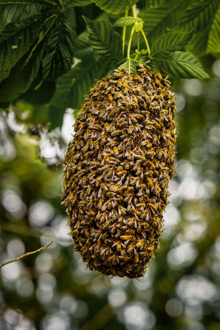 Honeybee swarm clustered on a tree branch, the upstream source of the beeswax that was mistaken for FOG in wastewater at a treatment plant.
