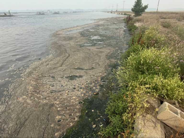 Thick scum accumulating along a wastewater lagoon bank where poor circulation drives odor.