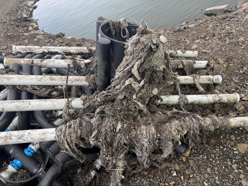 Bottom diffuser grid pulled from a lagoon with heavy rag buildup across the headers.